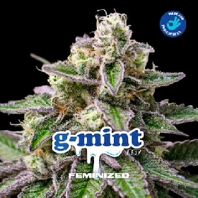 G-Mint > BSF Seeds